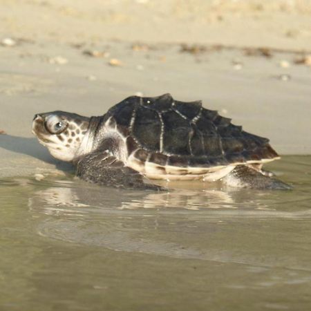 Secret Paradise Resort & Turtle Sanctuary San Vicente  Εξωτερικό φωτογραφία