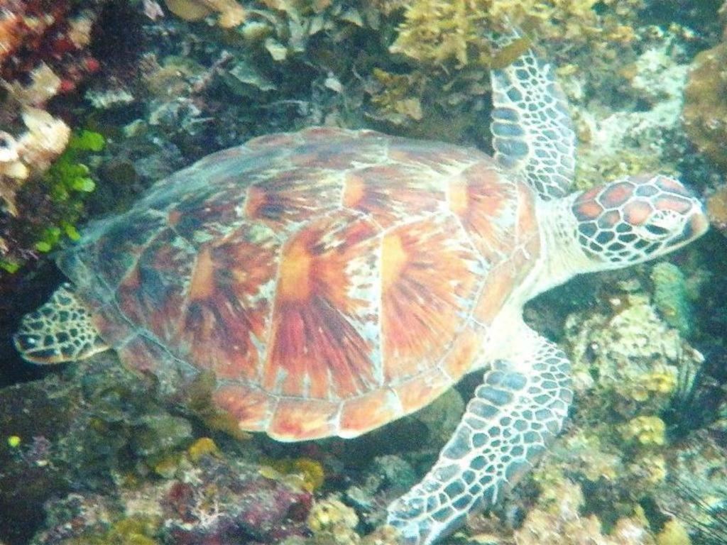 Secret Paradise Resort & Turtle Sanctuary San Vicente  Εξωτερικό φωτογραφία