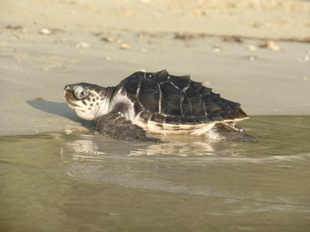 Secret Paradise Resort & Turtle Sanctuary San Vicente  Εξωτερικό φωτογραφία