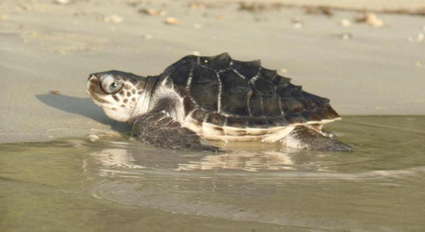 Secret Paradise Resort & Turtle Sanctuary San Vicente  Εξωτερικό φωτογραφία